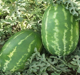Saber Karpuz Kerne 1 Stk Trockenfrucht Snack