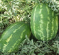 Saber Karpuz Kerne 1 Stk Trockenfrucht Snack
