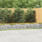 JUNG Vida Gabionen-Hochbeet mit Hochbogen 800x100x50 cm Verzinktes Eisen
