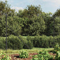 JUNG Vida Maschendrahtzaun mit Bodenhülsen Anthrazit 1,6x25 m