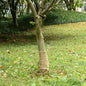 JUNG Vida Jutegewebe 0,25x5 m 100% Jute 200 g/m²