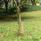 JUNG Vida Jutegewebe 0,25x50 m 100% Jute 200 g/m²