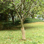 JUNG Vida Juterolle 0,5 x 15 m 100 % Jute 200 g/m²