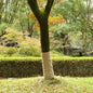 JUNG Vida Jutegewebe 1x50 m 100% Jute 200 g/m²