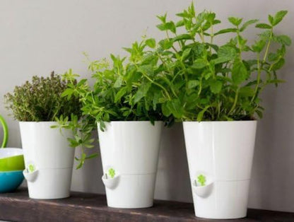 Emsa 517706 Fresh Herbs Kräutertopf selbstbewässernd Ø 13 cm altrosa | Pflanztopf für Küchenkräuter mit Wasserstandsanzeiger & Aqua Comfort System | UV-beständig & dekorativer Blumentopf für Fensterbank