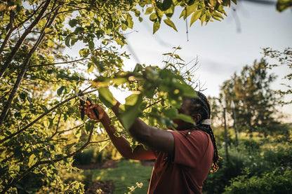 Fiskars Solid Bypass-Gartenschere P321, 20 cm, mit Antihaft-Klinge aus gehärtetem Stahl, für frische Zweige und Rosen, ergonomischer SoftGrip-Griff, Sicherheitsverschluss, Handbetrieb, 167 g